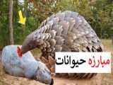 مستند حیات وحش: حمله شیر به توله خرس و رازبقا حیوانات جدید