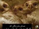ترفند جوجه جغد ها برای امان حیات