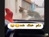 کلیپ خنده دار از فالوئرهای حیوانات قهوه ای