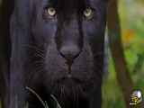 شخصیت تاریکانه: پلنگ سیاه