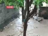 فیل ها ۳ نفر را به قتل رساندند