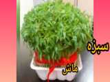 آموزش چگونگی رشد و نگهداری از سبزه گندم پرپشت و زیبا برای آرایش سفره هفت‌سین به همراه تمامی نکات