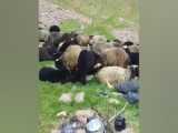 ایران، جان من