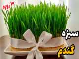آموزش کاشت سبزه عدس برای جشن نوروز