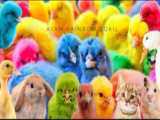 جوجه رنگی برای جشنواره
