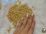نحوه تهیه‌ی سبزه برای جشن نوروز