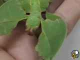 تغییر شکل برگه توسط یک حشره