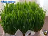 آموزش سبزه گندم در عید نوروز