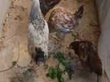 مبارزه بین مرغ و گربه