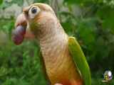 طوطی برزیلی با صدای زیبا و علاقه‌ی ویژه به انگور