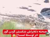 شکستن گردن گورخر توسط تمساح