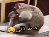 تغییر مفهوم با کلیپ طنز ممد قلی