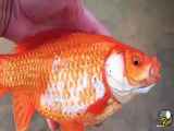 من یک ماهی قرمز زیبا گرفتم