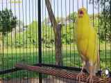 صدای قناری زرد در طبیعت - مستند مهیج قناری خوش‌صدا