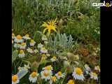 زیبایی خاطره‌های بهشت ایران
