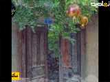 دوستی جالب با خاله خرسه