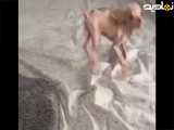 توله سگ غیرعادی