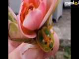 پشه ای که به گل تبدیل می‌شود