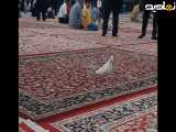  زیارت امام رضا (ع) و تقدیر از کبوتر حرم 