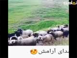 صلح بخش صدا