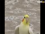 پرنده هلندی | عروس زیبا و قشنگ