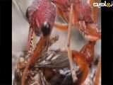 مورچه بولداگ، قوی‌ترین و سمی‌ترین مورچه استرالیایی