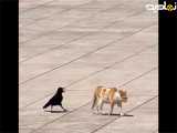 تعقیب گربه توسط کلاغ