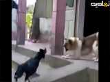 مبارزه خروس با سگ