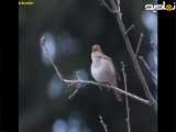  سرگرمی و شگفتی صدای بلبل مست نازنین در یک ساعت ویدئویی طولانی 