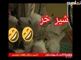 تولد در ماه تیرگشت