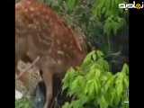 حمله آهو به دختر ونکووری