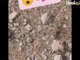 استار عجیب و باور نکردنی مار در بین سنگ ها ! ! !