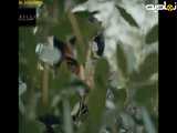 سریال قیام عثمان فصل ۴ قسمت ۳ دوبله فارسی