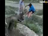 لحظات نفسگیر نجات حیوان عظیم الجثه توسط ۲ انسان