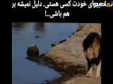 صحنه جذاب حیات وحش | سلطان جنگل