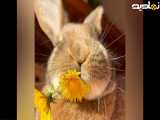 کلبپ استوری خوردن گل توسط خرگوش
