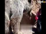 کلیپ حوادث |سیلی زدن خرس به یک دختر در مشکین شهر