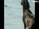 ببینید وقتی اسبه میبیه دارن صاحبشو میدزدن چیکار می کنه |فیلم سینمایی اسب سیاه 1979
