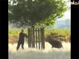 لحظه هیجان انگیز حمله گوزن به مرد