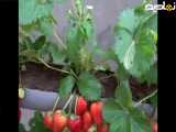 روش زیبای کاشت توت فرنگی