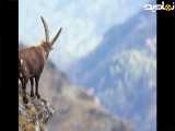 بز کوهی زیبا در قله کوه مرتفع