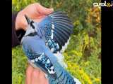 پرنده ای با صدای دلنشین و زیبا