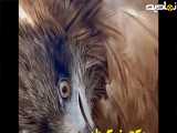 پرواز دوباره کورکور سیاه پس از۶ ماه درمان