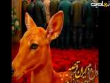 کلیپ هوش مصنوعی ضامن آهو