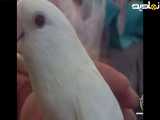 سفید تر از این دیدین طوطی