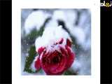 کلیپ طبیعت ، گل سرخی در برف