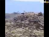 شکار آهو توسط عقابخ