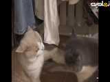 گربه ها اینجوری دعوا میکنن خیلی شدیده