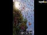 کلیپ زیبای گل و طبیعت و حیوانات (۴)