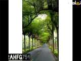 کلیپ زیبای گل و طبیعت و حیوانات (۷)